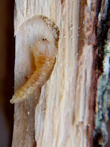 Pseudanilara purpureicollis, PL5706A, larva, in Allocasuarina helmsii (PJL 3623) dead stem, dorsal view, EP, photo by A.M.P. Stolarski, 13.1 × 4.9 mm